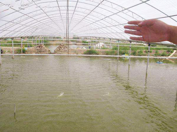 溫室養(yǎng)殖大棚