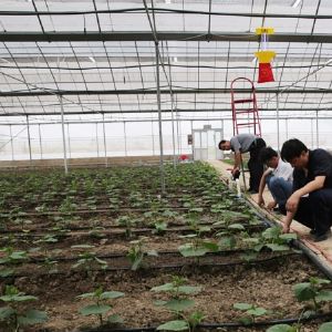 溫室水肥一體化